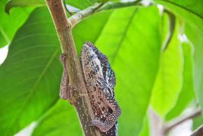 Close-up of butterfly on tree