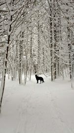 Bare tree on snow covered field
