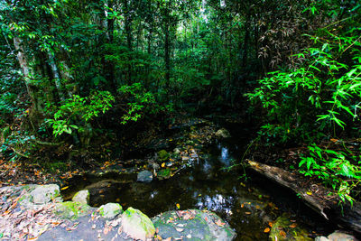 Scenic view of waterfall in forest