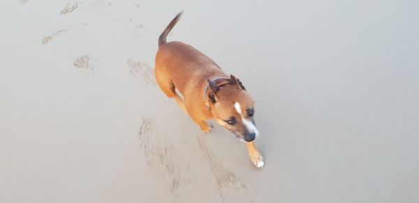 High angle view of dog running