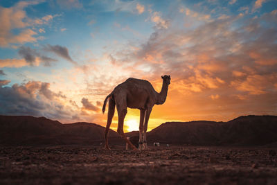 Rear view of man riding horse at sunset
