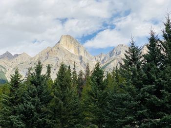 Panoramic view of pine trees and mountains against sky