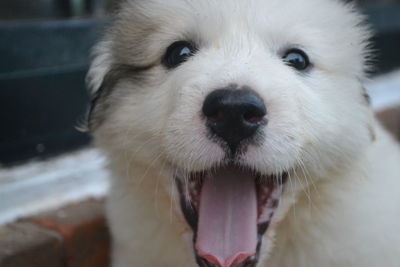 Close-up portrait of white puppy yawning outdoors