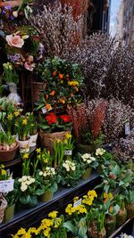 Potted plants and flowering plant