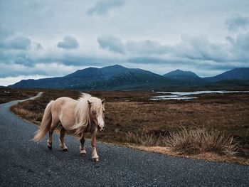 View of a horse on road