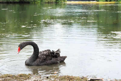 Swan swimming in lake