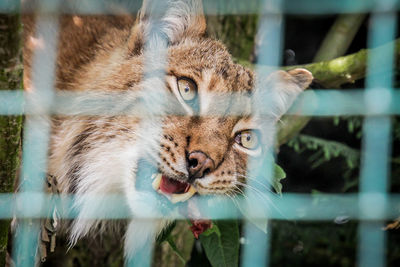 Close-up portrait of a cat in cage