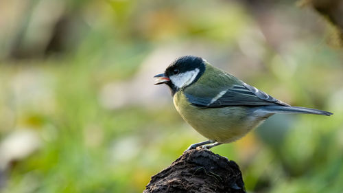 Close-up of bird perching on tree