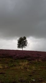 Trees on landscape against sky