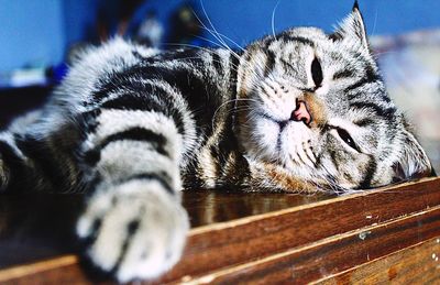 Close-up of cat sleeping