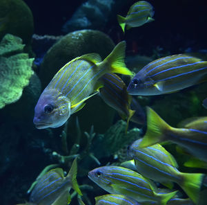 Close-up of fish swimming in sea