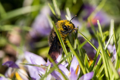 Close-up of bee on purple flower