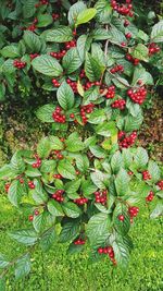 High angle view of plant growing on field