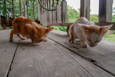 Cat lying on wood