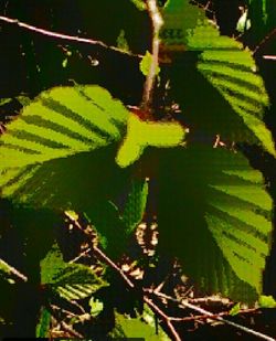 Close-up of leaves in pond