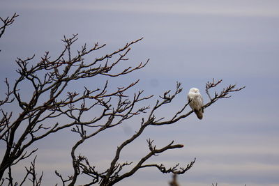 Low angle view of bird perching on bare tree against sky