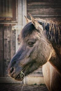 Close-up of a horse