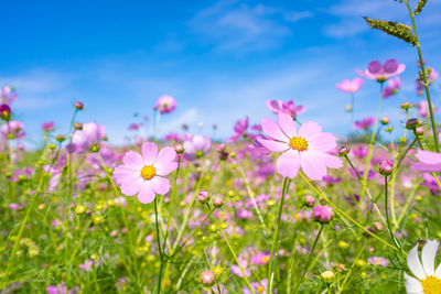 Close-up of pink cosmos flowers