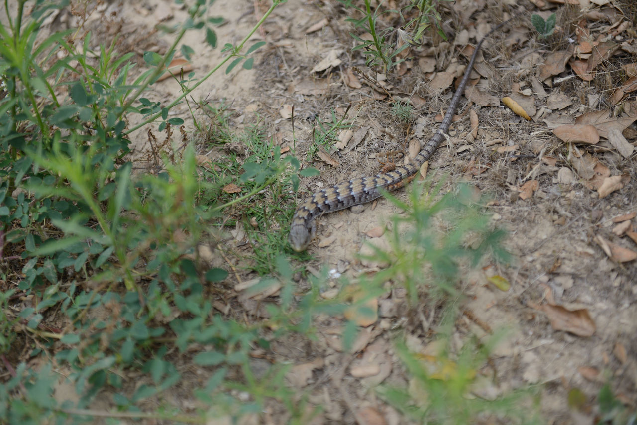 HIGH ANGLE VIEW OF LIZARD ON FIELD