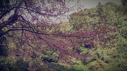 Low angle view of trees in forest