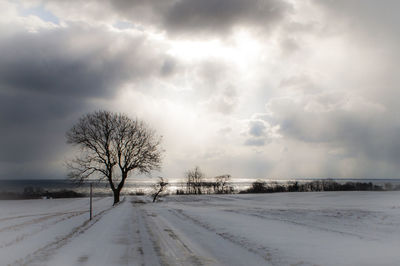 Trees on snow covered landscape against sky