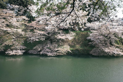 View of cherry tree by lake