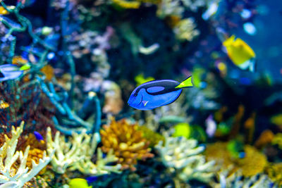 View of fish swimming in sea
