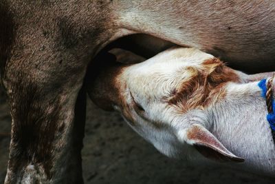 Close-up of a cow, love, 