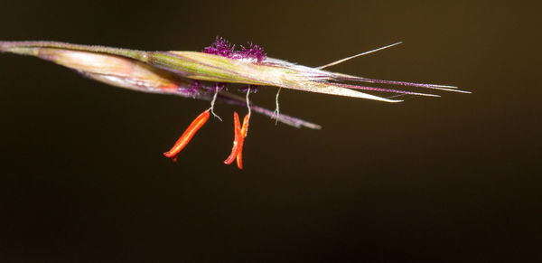 Close-up of insect on flower against black background