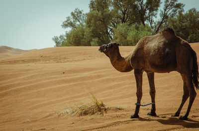 View of a horse on desert