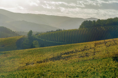 Scenic view of field against sky