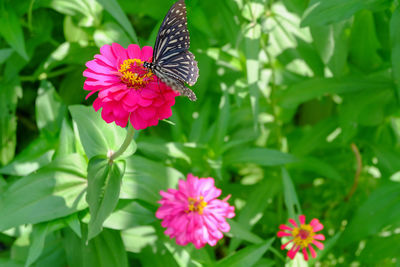 Butterfly on pink flower