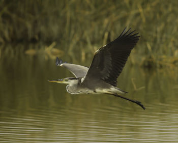 Close-up of bird flying over lake