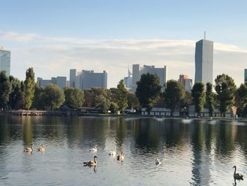 Birds in lake against buildings in city