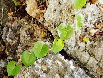 High angle view of leaves on rock