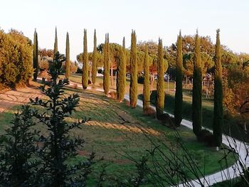 Panoramic shot of plants by river against sky