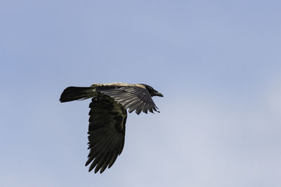 Low angle view of eagle flying in sky