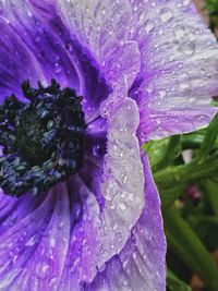 Close-up of water drops on purple flower
