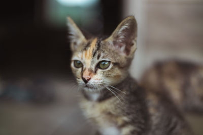 Close-up portrait of a cat