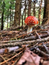 Close-up of mushroom growing on tree trunk