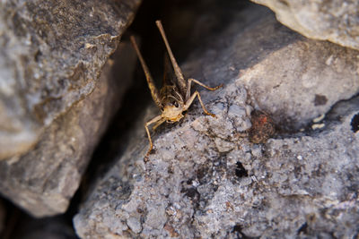 Close-up of spider on rock