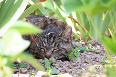 Cat in a field