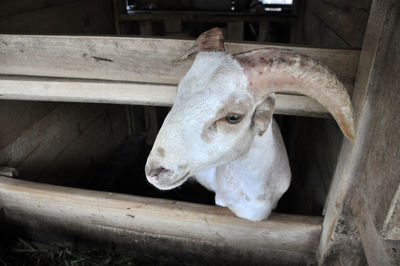 Close-up of goat in pen