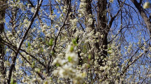 Low angle view of flowering trees against sky