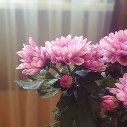 Close-up of pink flowers blooming outdoors