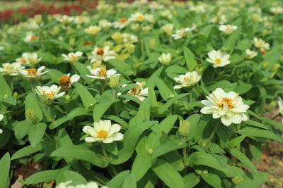 Close-up of flowers blooming outdoors