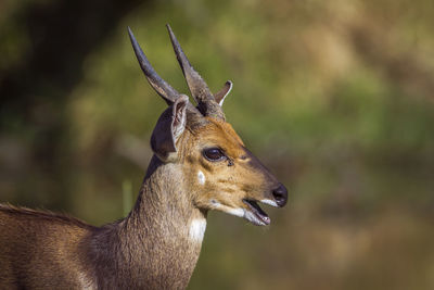 Close-up of deer