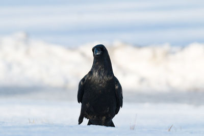 Close-up of bird perching on snow