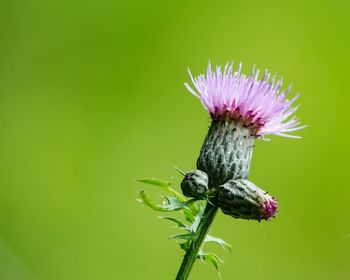Close-up of insect on thistle