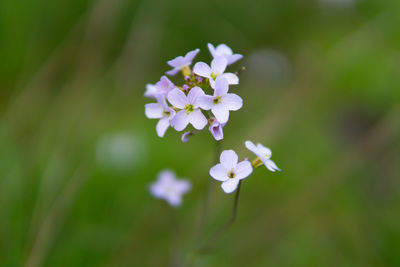 Close-up of purple flowers blooming outdoors